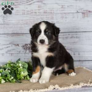 Trex, Miniature Australian Shepherd Puppy